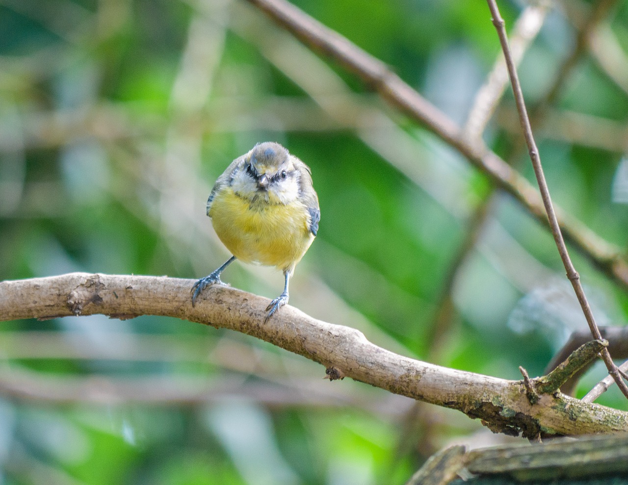 Tips for Bathing and Grooming Small Animals